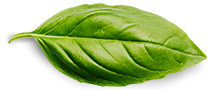 Basil Leaf 3
