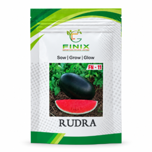 Rudra F1 Hybrid Watermelon Seeds – High Yield Variety by Finix Genetics Pvt Ltd