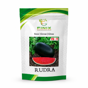 Rudra F1 Hybrid Watermelon Seeds – High Yield Variety by Finix Genetics Pvt Ltd