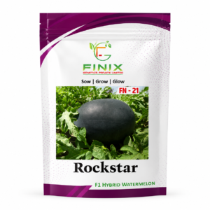 Amazing Rockstar F1 Hybrid Watermelon Seeds – Dark Green Oval Fruits by Finix Genetics