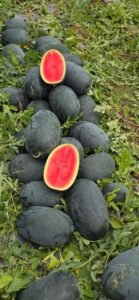 Rockstar F1 Hybrid Watermelon Seeds dark green oval fruit by Finix Genetics