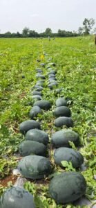 Rockstar F1 Hybrid Watermelon Seeds dark green oval fruit by Finix Genetics