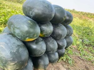 Rockstar F1 Hybrid Watermelon Seeds dark green oval fruit