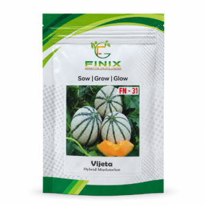 Vijeta F1 Hybrid Muskmelon Seeds