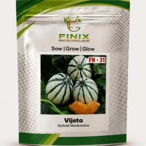Vijeta F1 Hybrid Muskmelon Seeds – Finix Genetics
