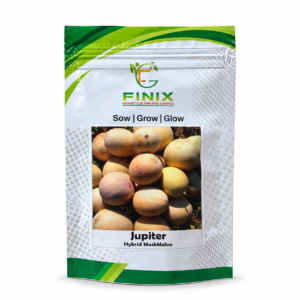 Jupiter F1 Hybrid Muskmelon Seeds