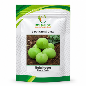 Nakshatra F1 Hybrid Tinda seeds 50g packet by Finix Genetics