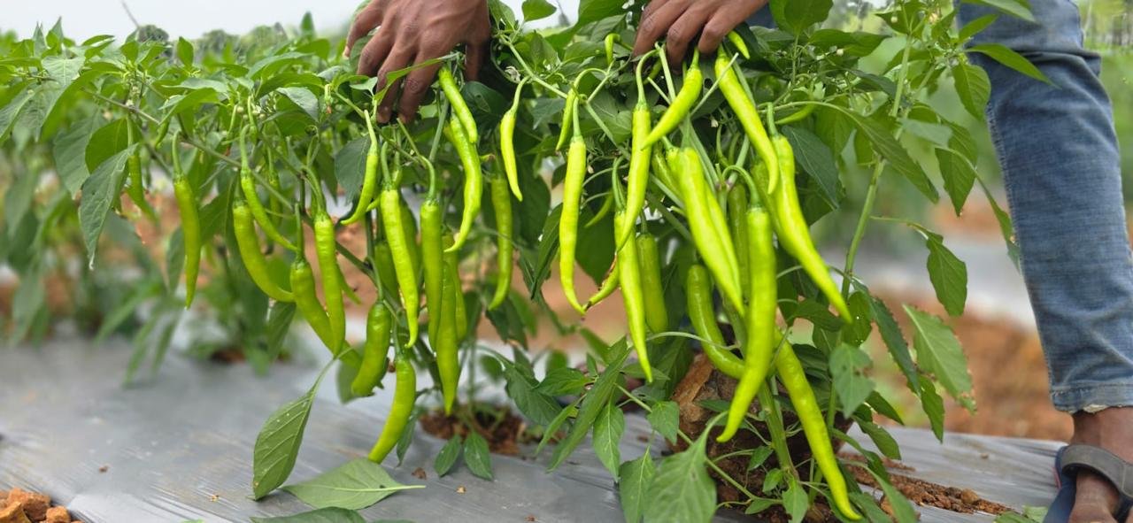 Amrapali green chilli crop with fruits growing on healthy plants