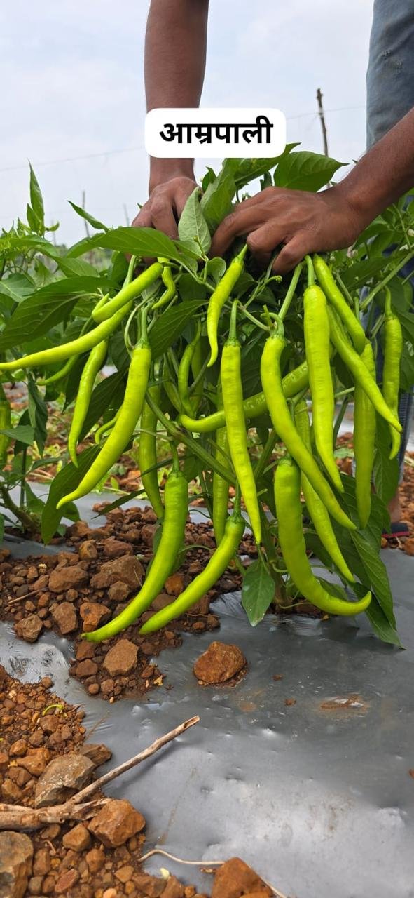 Fresh green Amrapali chilli fruits being inspected on the plant