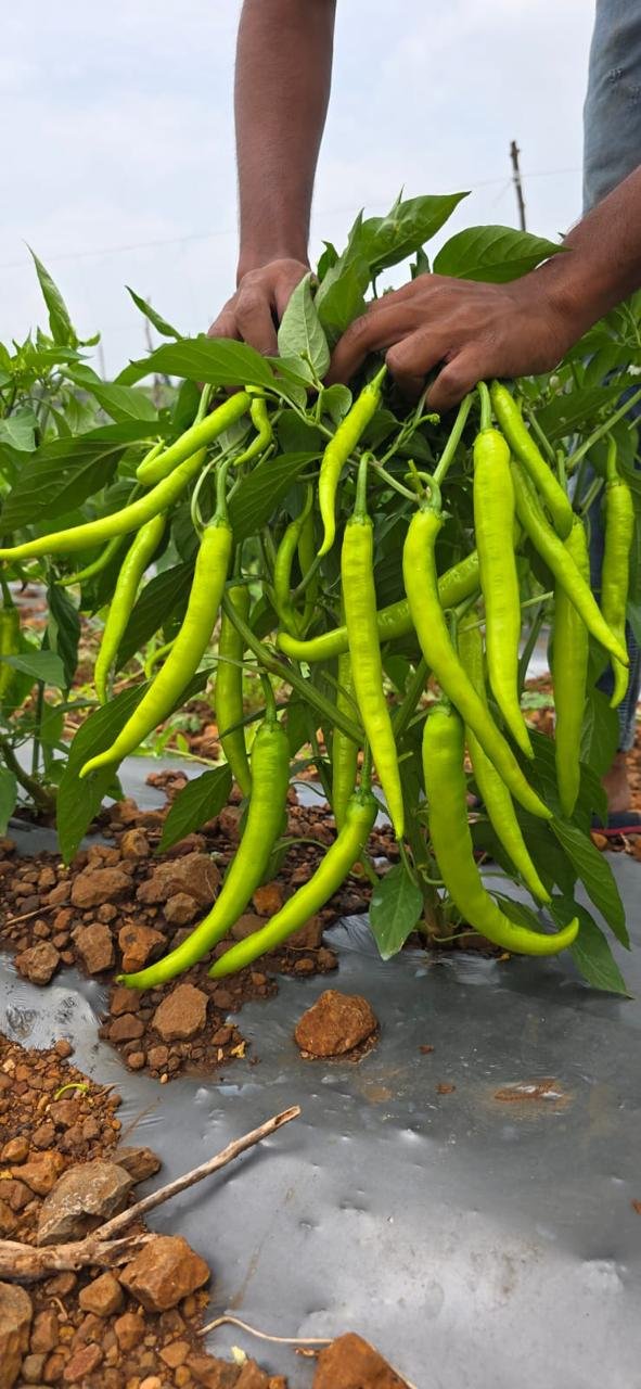 Amrapali F1 Hybrid Chilli plant bearing green chillies