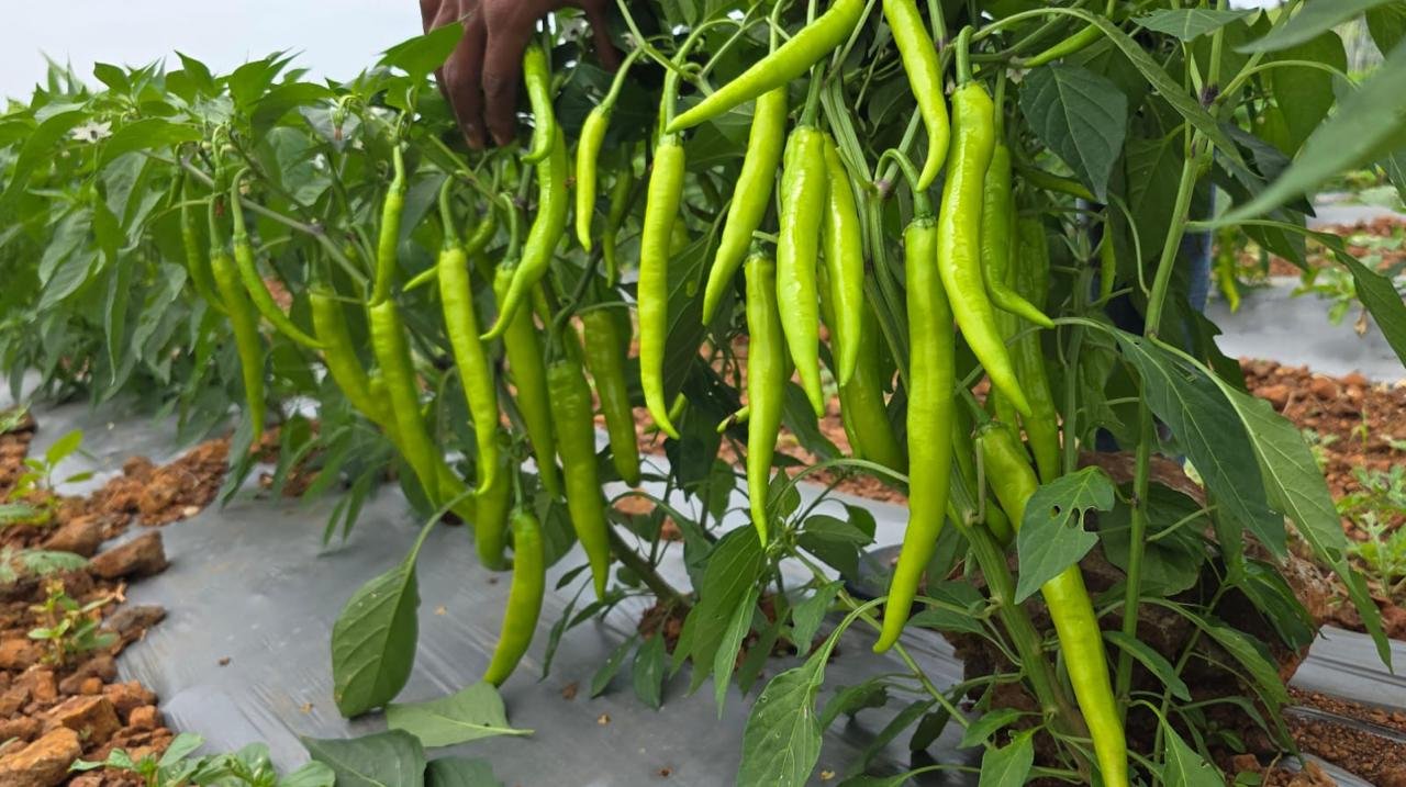 Amrapali green chilli plants with multiple hanging fruits
