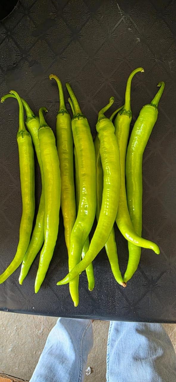 Amrapali F1 Hybrid Chilli green fruits with long, attractive pods