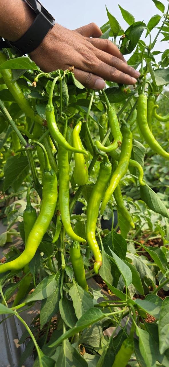 Amrapali F1 Hybrid Chilli pods hanging from the plant