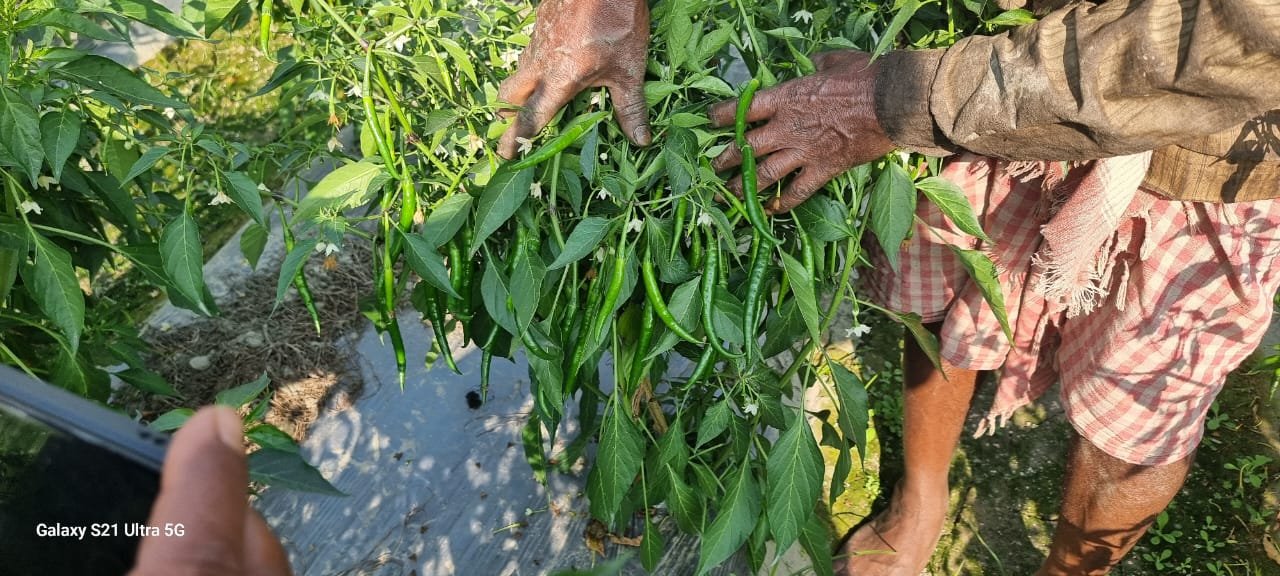 Chilli plant bearing green fruits during cultivation
