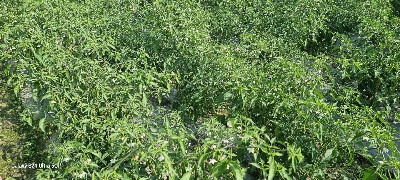 Hybrid chilli crop growing in the field