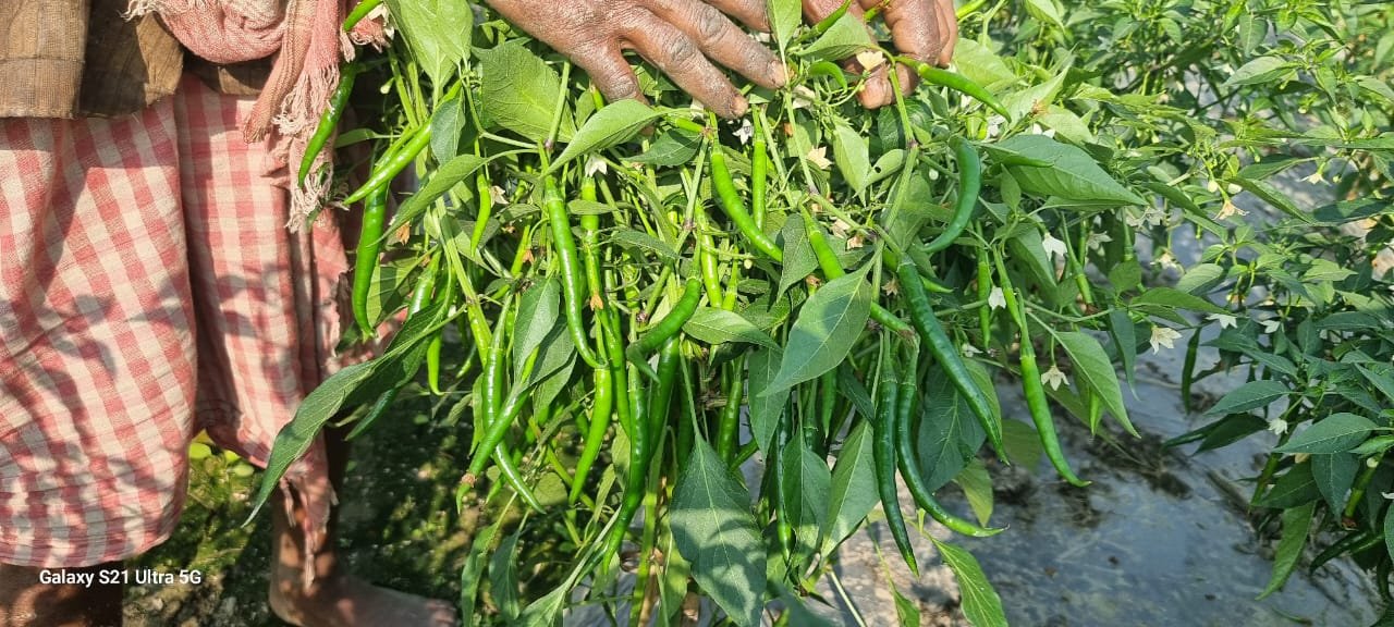 Close-up of green chilli fruits growing on the plant