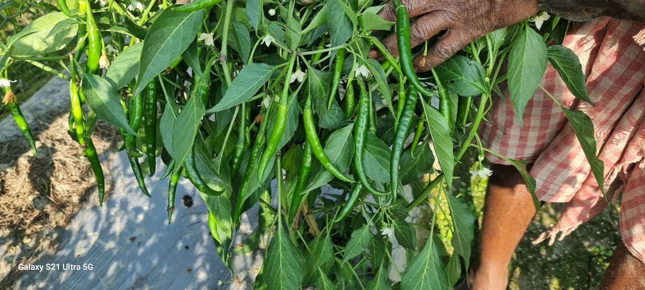 Gargi F1 hybrid chilli fruits growing on the plant