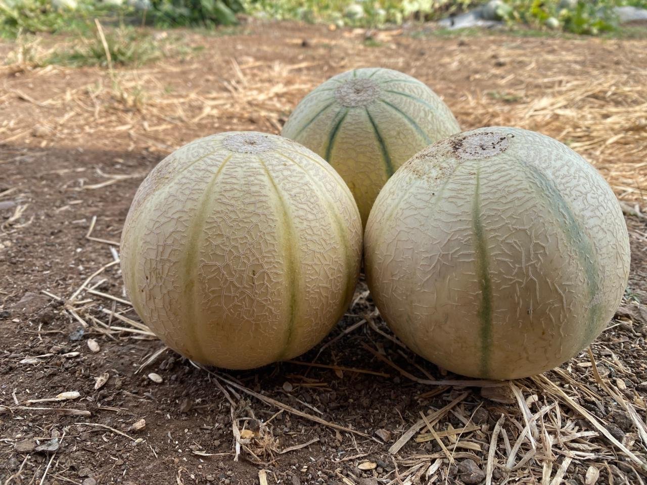 Kamlesh F1 Hybrid Muskmelon fruits with creamy-grey striped netted rind