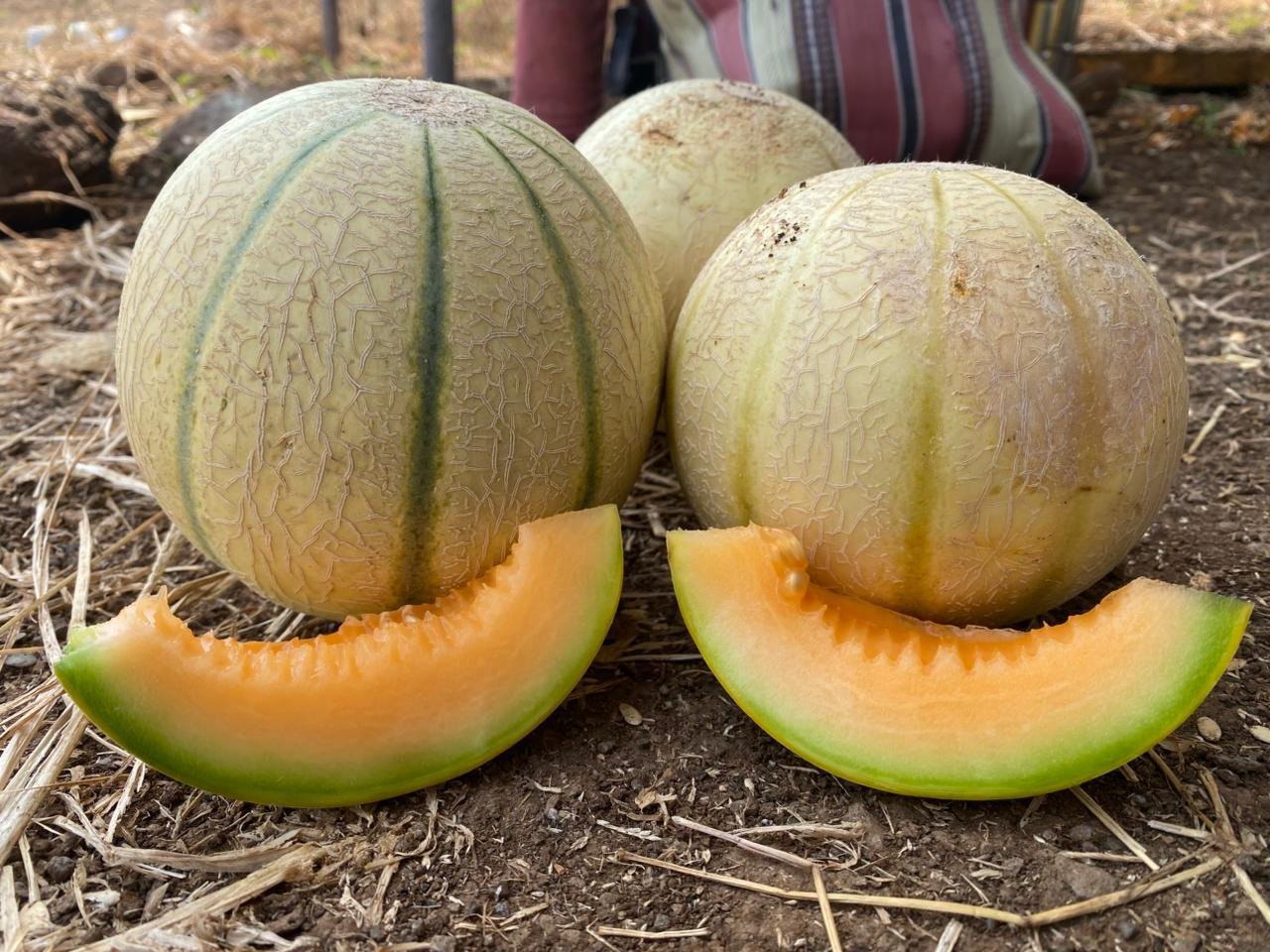 Kamlesh F1 Hybrid Muskmelon with orange flesh and netted rind